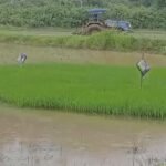 ‘शक्ति का प्रतीक है सिंदूर, महिला का होता है सुहाग, बड़े पैमाने पर होगी खेती’