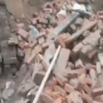 बकरी चराने गए युवक को हाथी ने कुचलकर मार डाला, जंगल में मिला शव